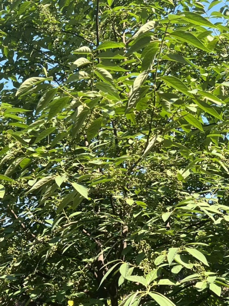 木姜子鲜果开始出货了