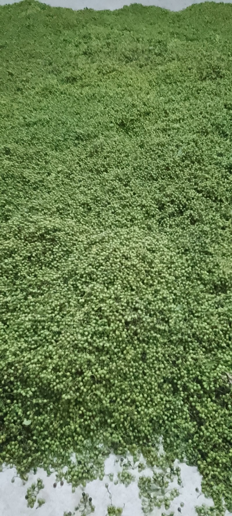 木姜子鲜果开始出货了