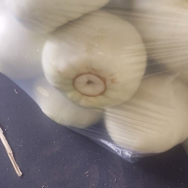 美浓白瓜