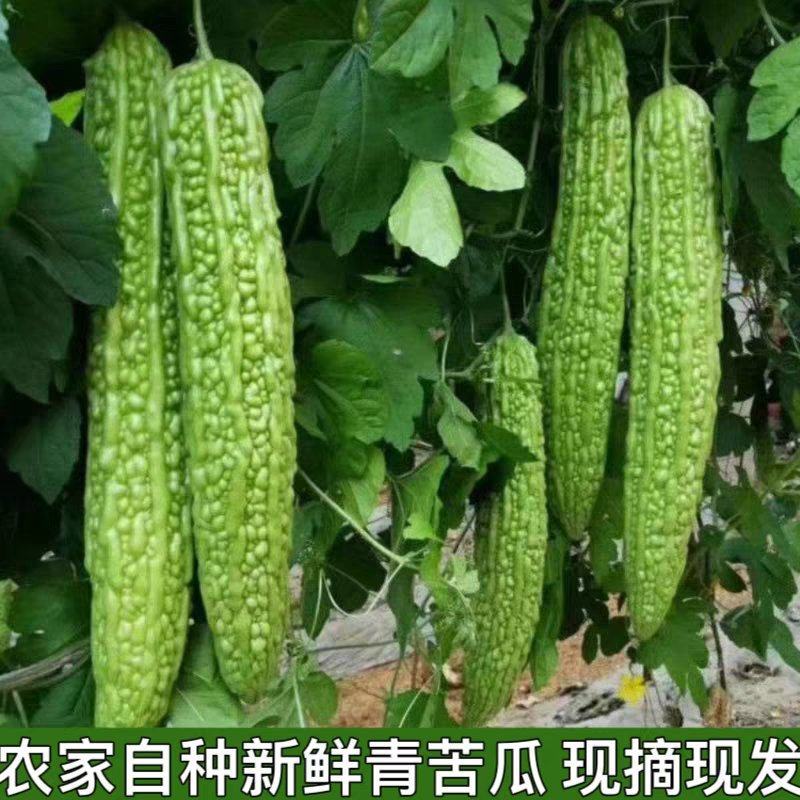 青苦瓜油绿苦瓜产地发货，支持视频看货论价，保质保量。