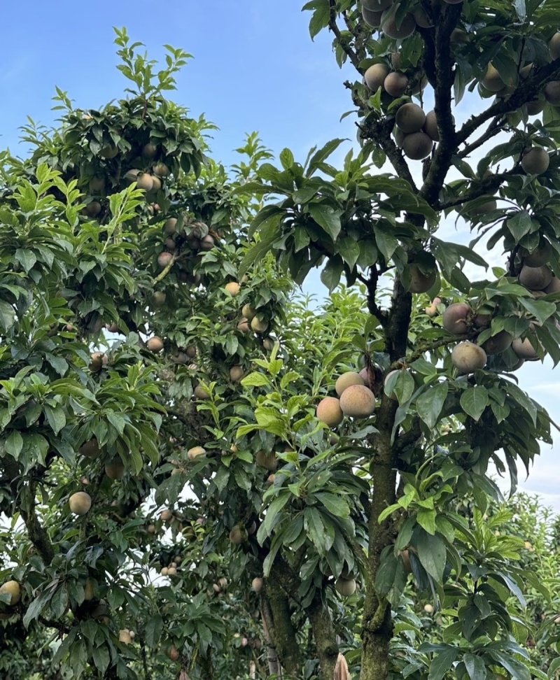 山东济宁泗水桃形李