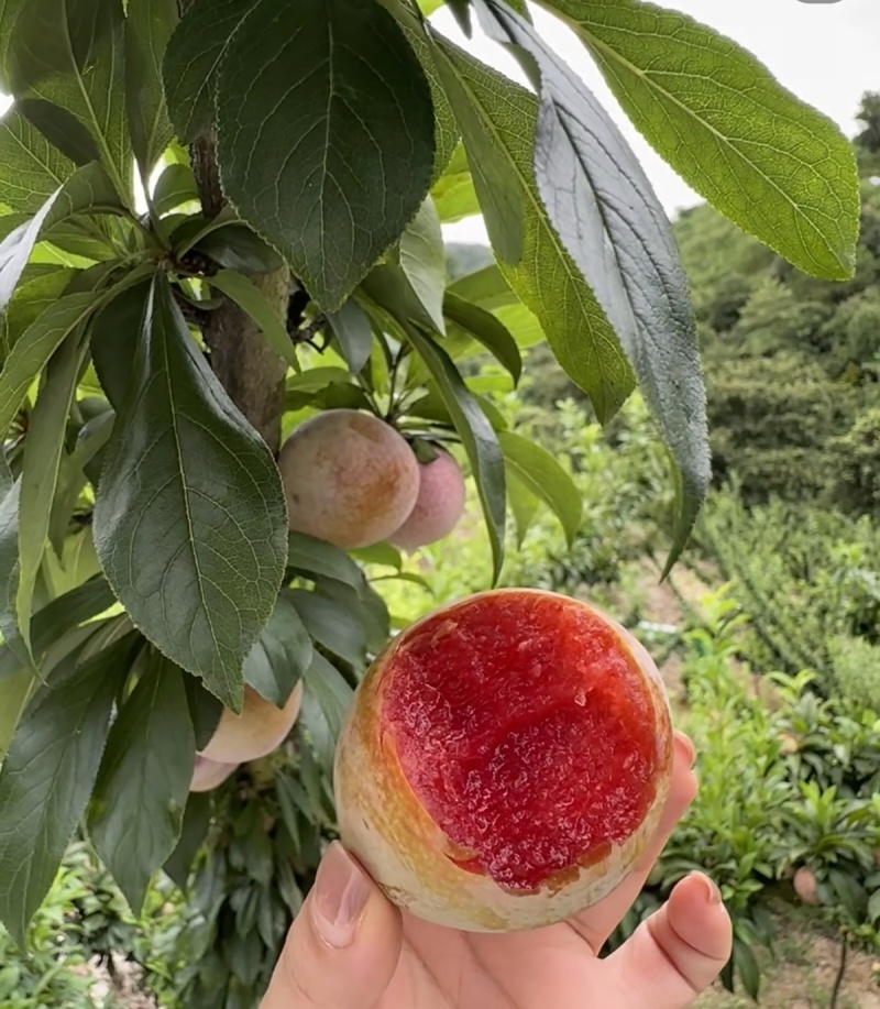 山东济宁泗水桃形李