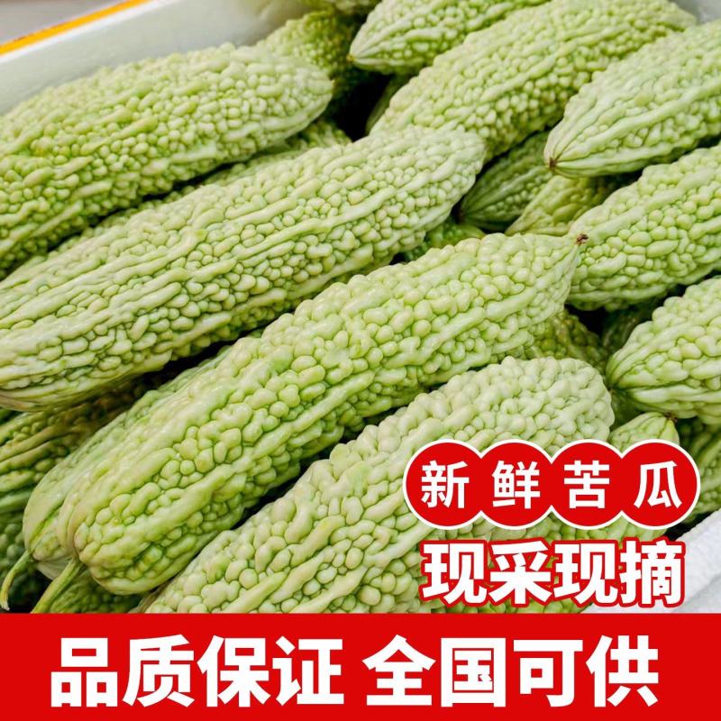 白苦瓜产地一收货源，支持视频看货论价，长期供应商超。