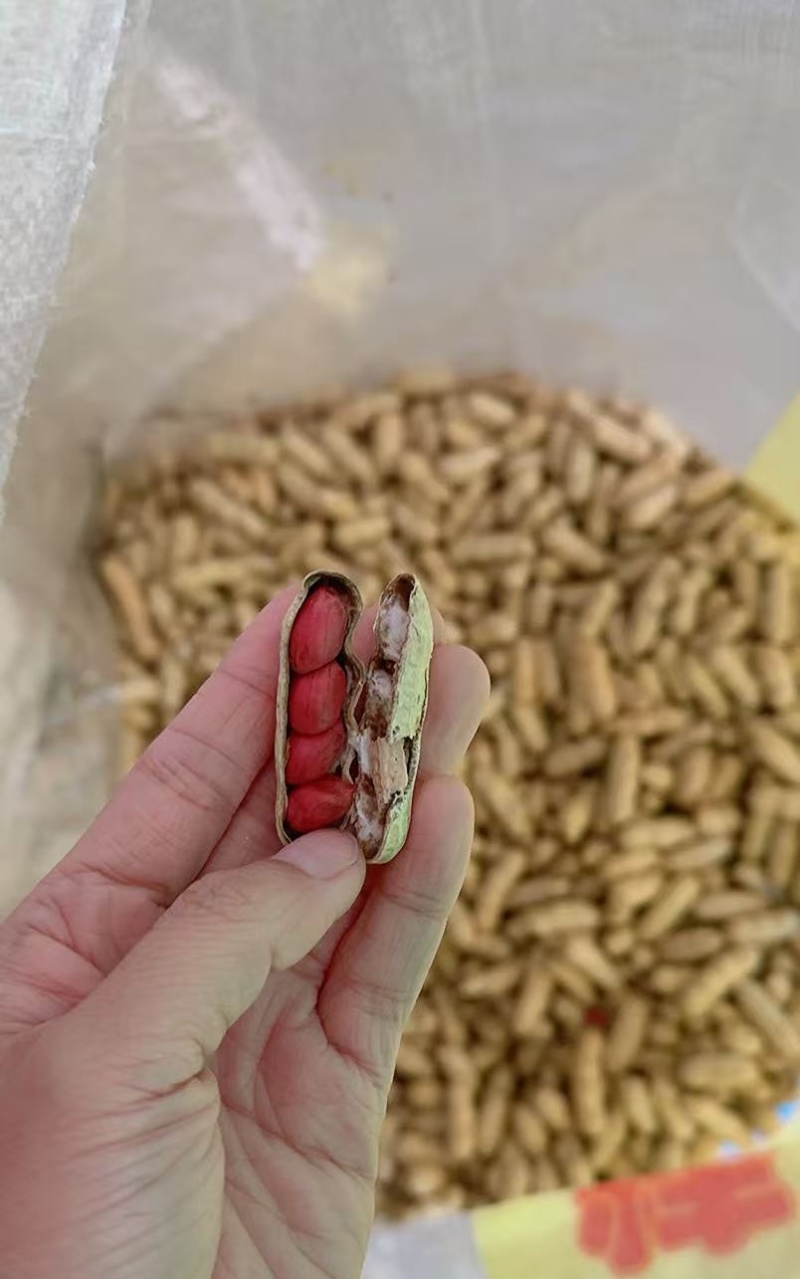 带壳花生鲁花白沙四粒红过筛挑拣带壳花生