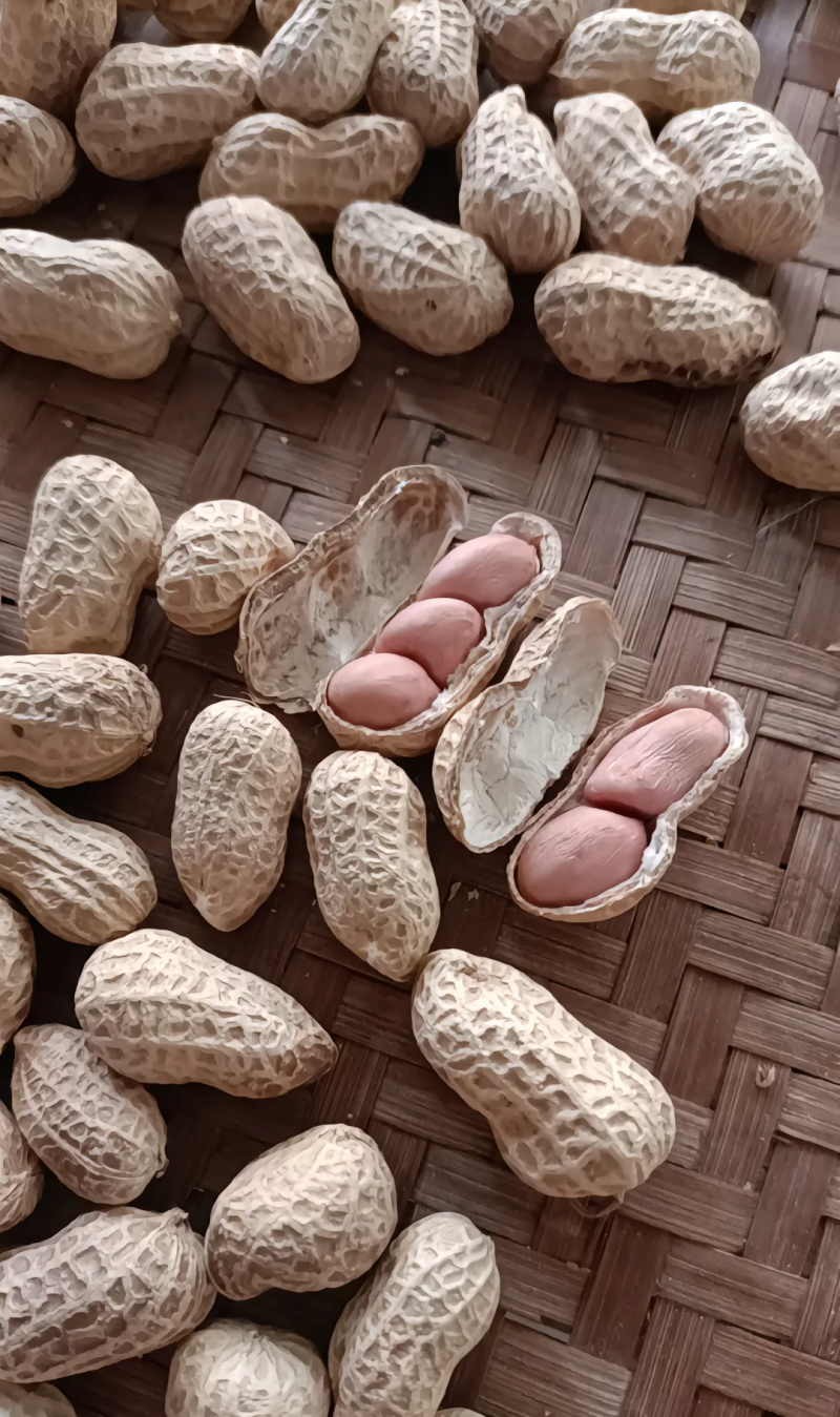 带壳花生鲁花白沙四粒红过筛挑拣带壳花生