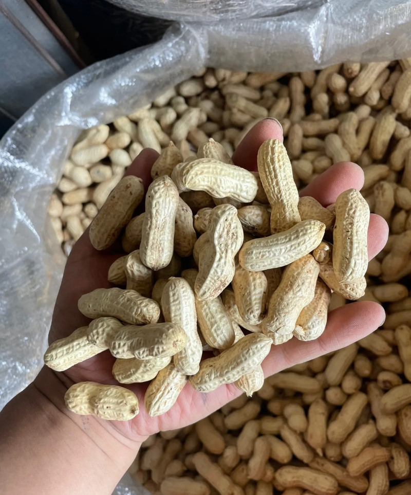 带壳花生鲁花白沙四粒红过筛挑拣带壳花生