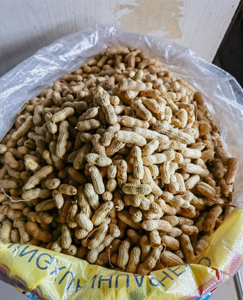 带壳花生鲁花白沙四粒红过筛挑拣带壳花生