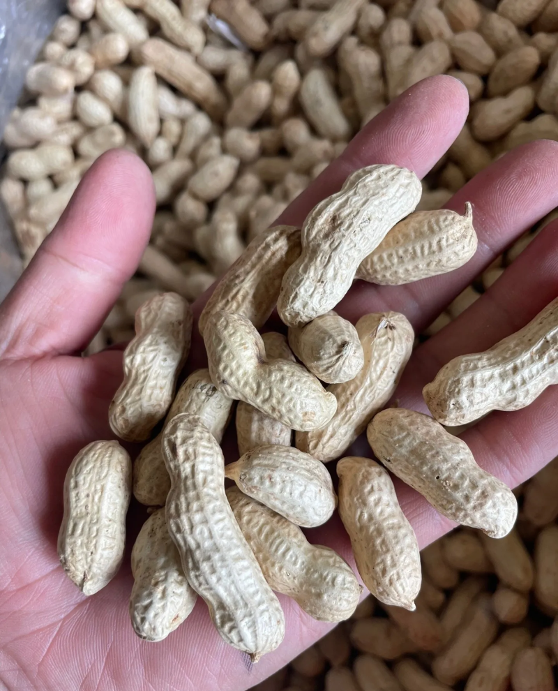 带壳花生鲁花白沙四粒红过筛挑拣带壳花生