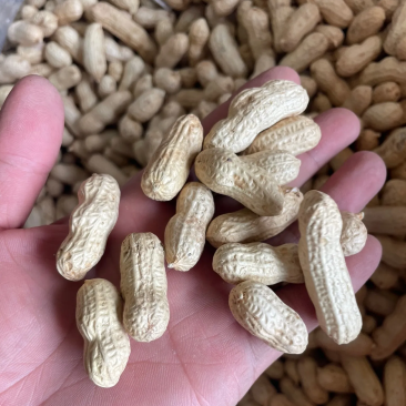 带壳花生鲁花白沙四粒红过筛挑拣带壳花生