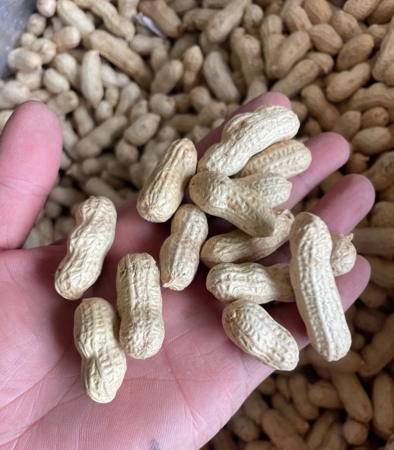 带壳花生鲁花白沙四粒红过筛挑拣带壳花生