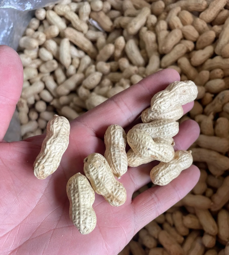 带壳花生鲁花白沙四粒红过筛挑拣带壳花生