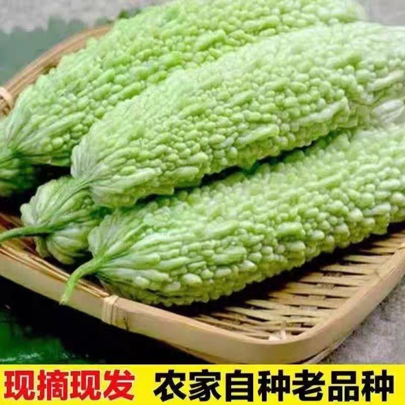 白苦瓜产地一收货源，支持视频看货论价，长期供应商超。