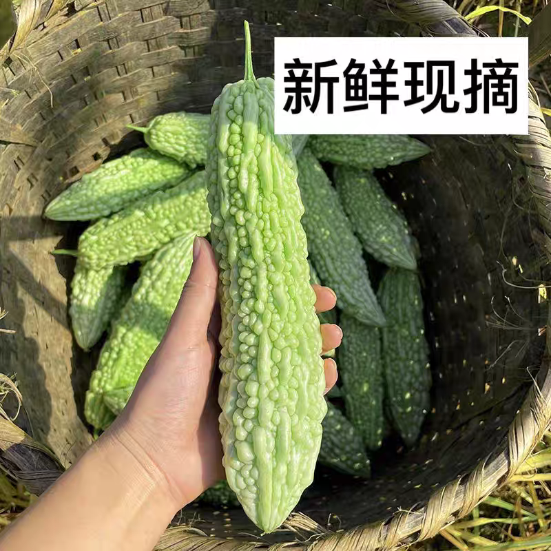 白苦瓜产地一收货源，支持视频看货论价，长期供应商超。