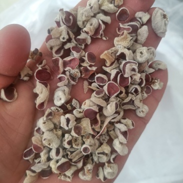 粉木耳种植场精品粉耳自产自销粉木耳贵妃木耳品质好