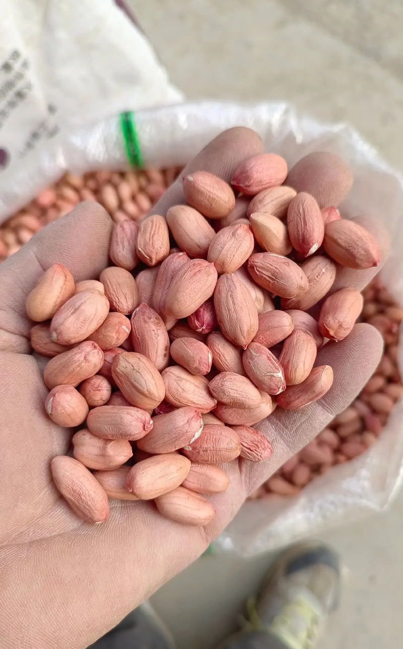 花生米优质花生米商用榨油电商过筛色选鲁花白沙大白沙