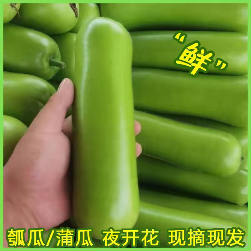 瓠子青瓠瓜产地一手货源，支持视频看货论价，保质保量。