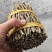 铁皮石斛精品小捆条