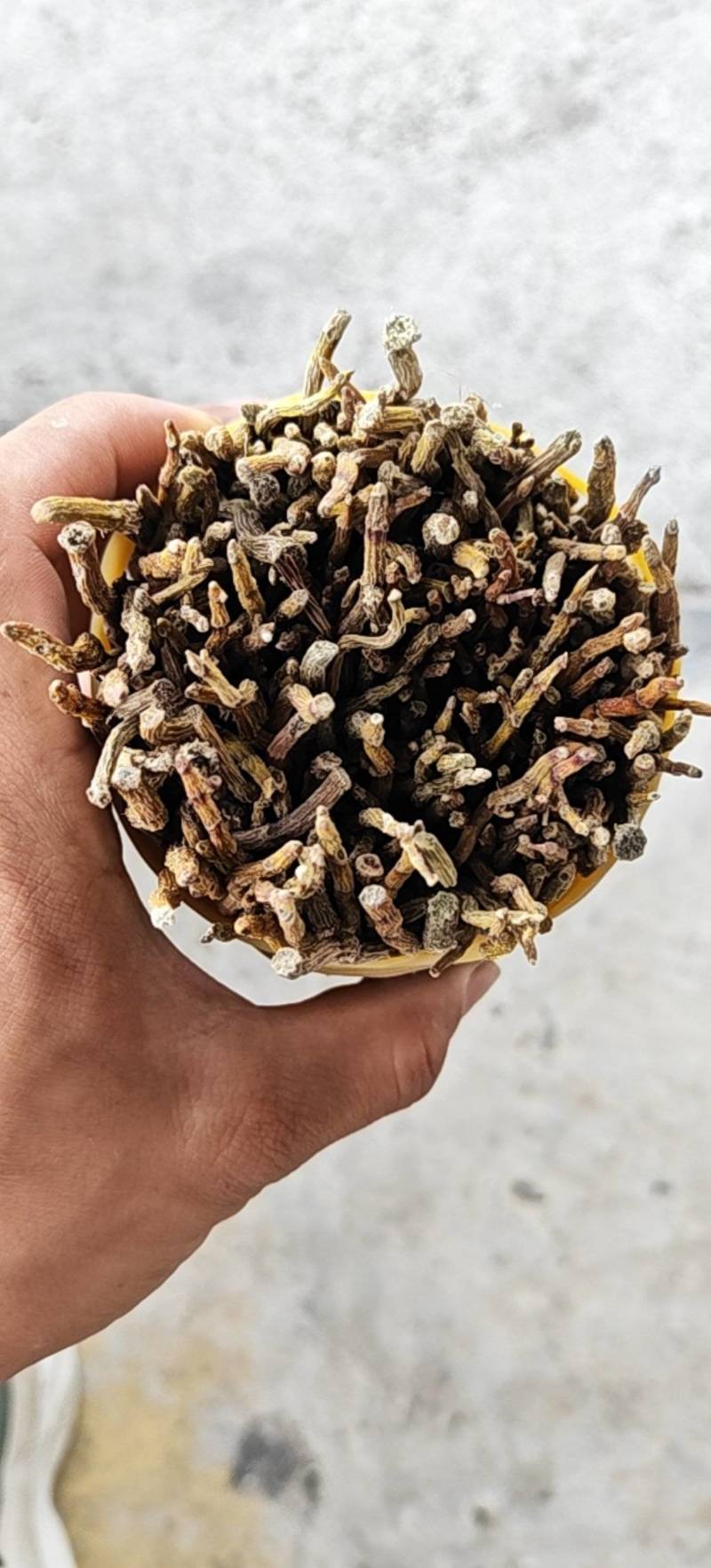 铁皮石斛精品小捆条