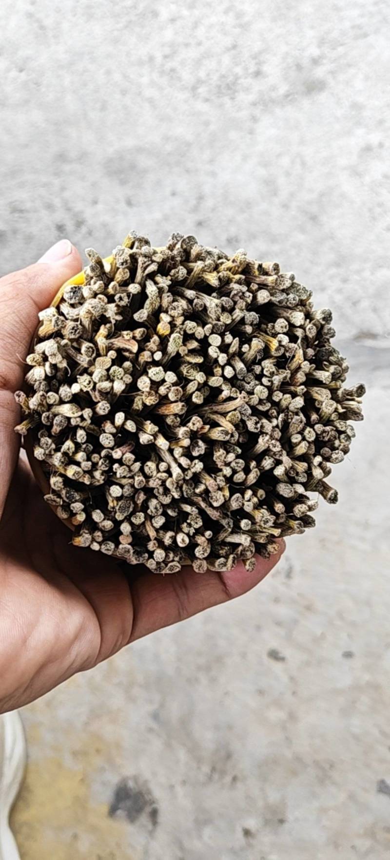 铁皮石斛精品小捆条