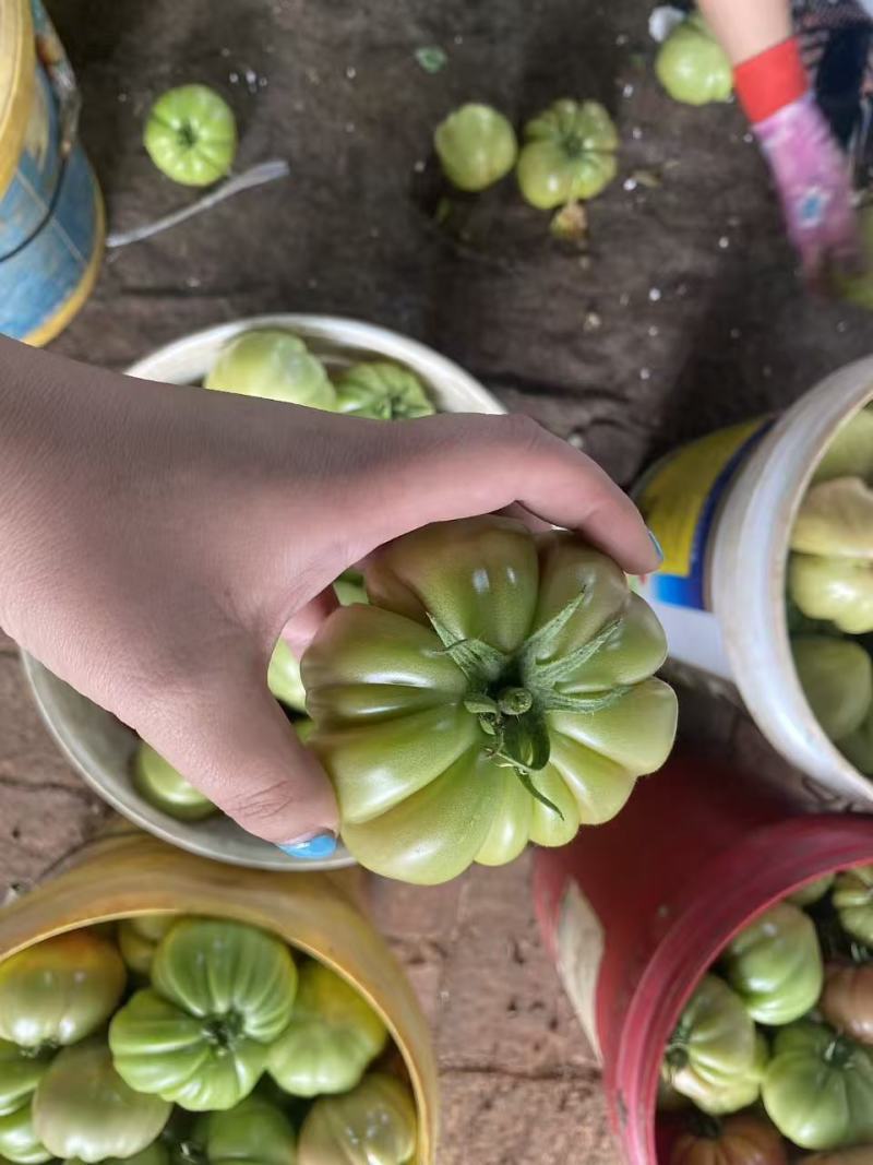 粉马蹄番茄马蹄番茄新鲜采摘产地直达寿光产地