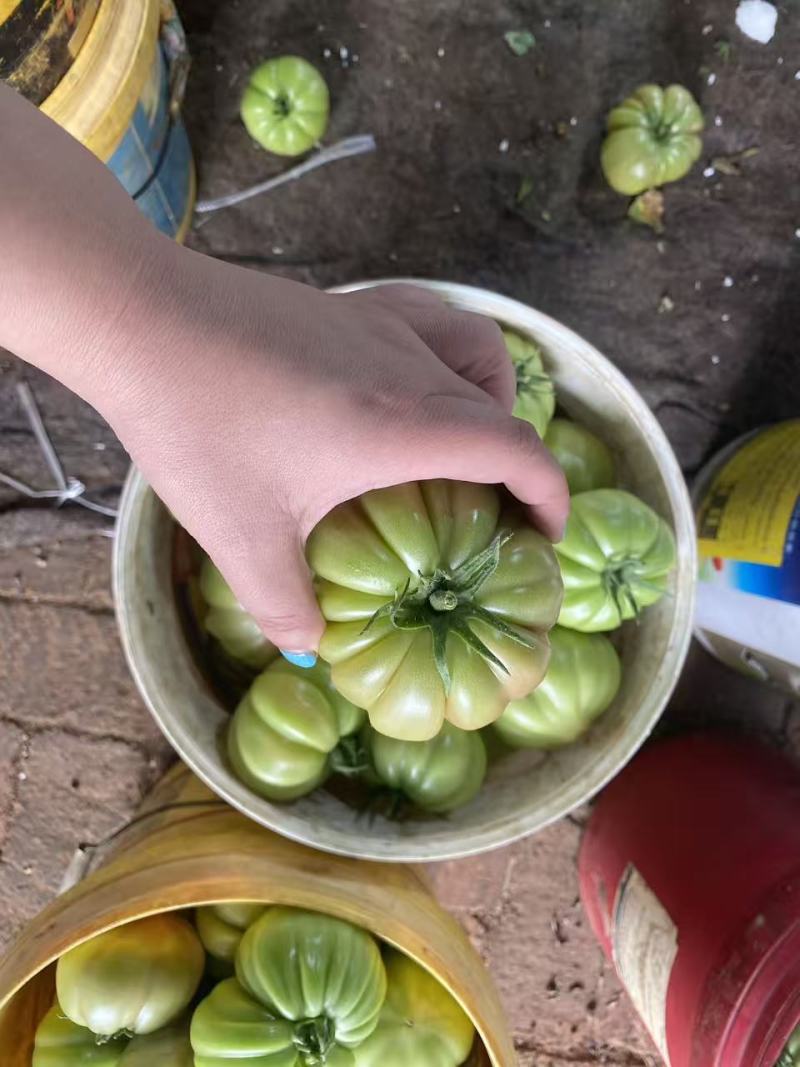 粉马蹄番茄马蹄番茄新鲜采摘产地直达寿光产地
