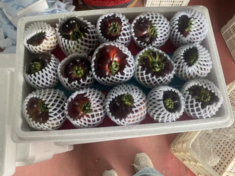 山东寿光紫罗兰番茄紫元帅产地直达代收代发新鲜采摘