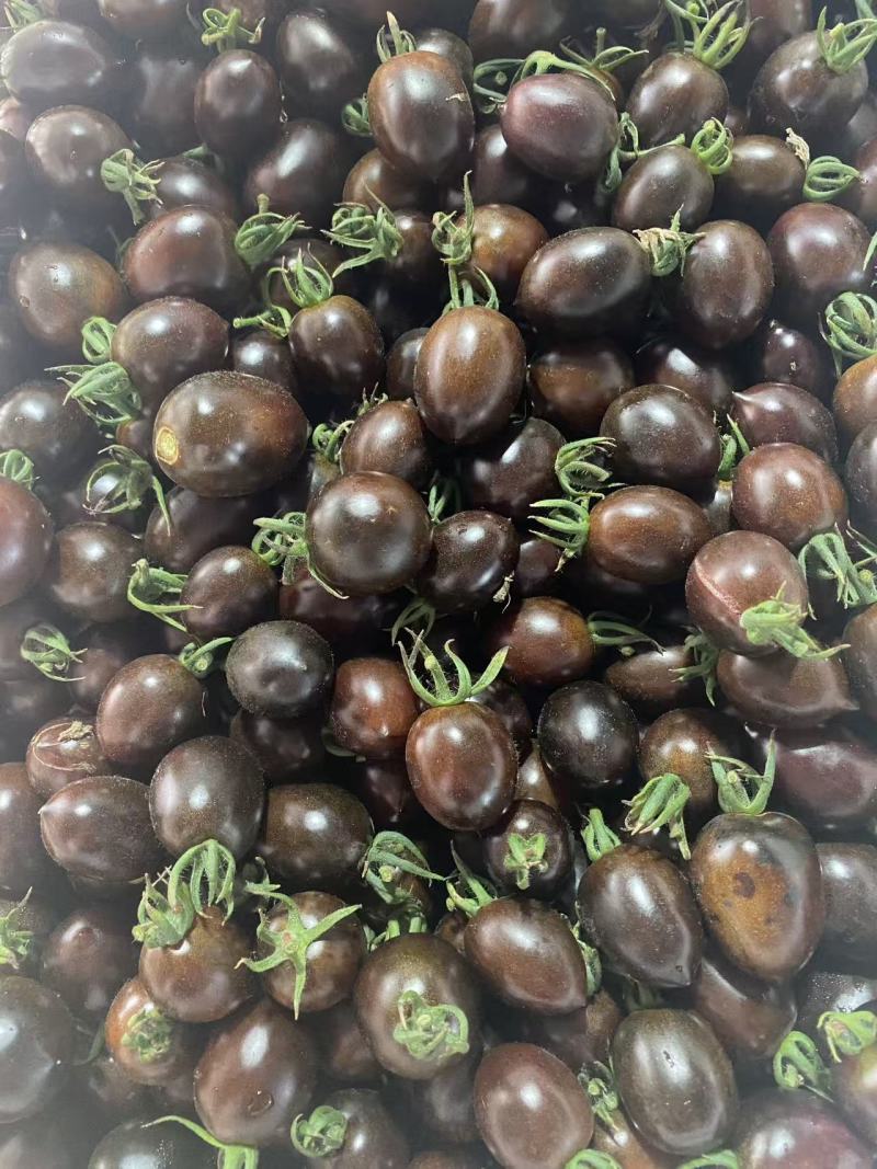 山东寿光紫色小番茄墨明珠维生素拉满