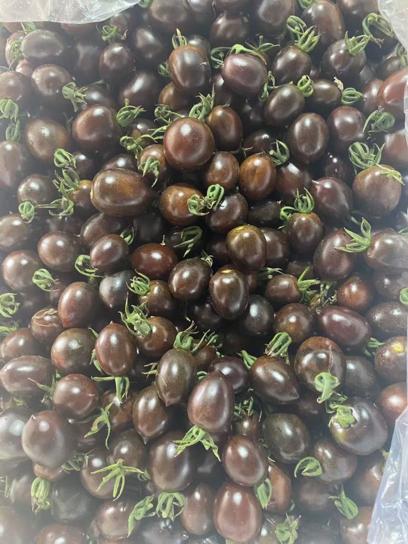 山东寿光紫色小番茄墨明珠维生素拉满