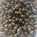 山东寿光紫色小番茄墨明珠维生素拉满