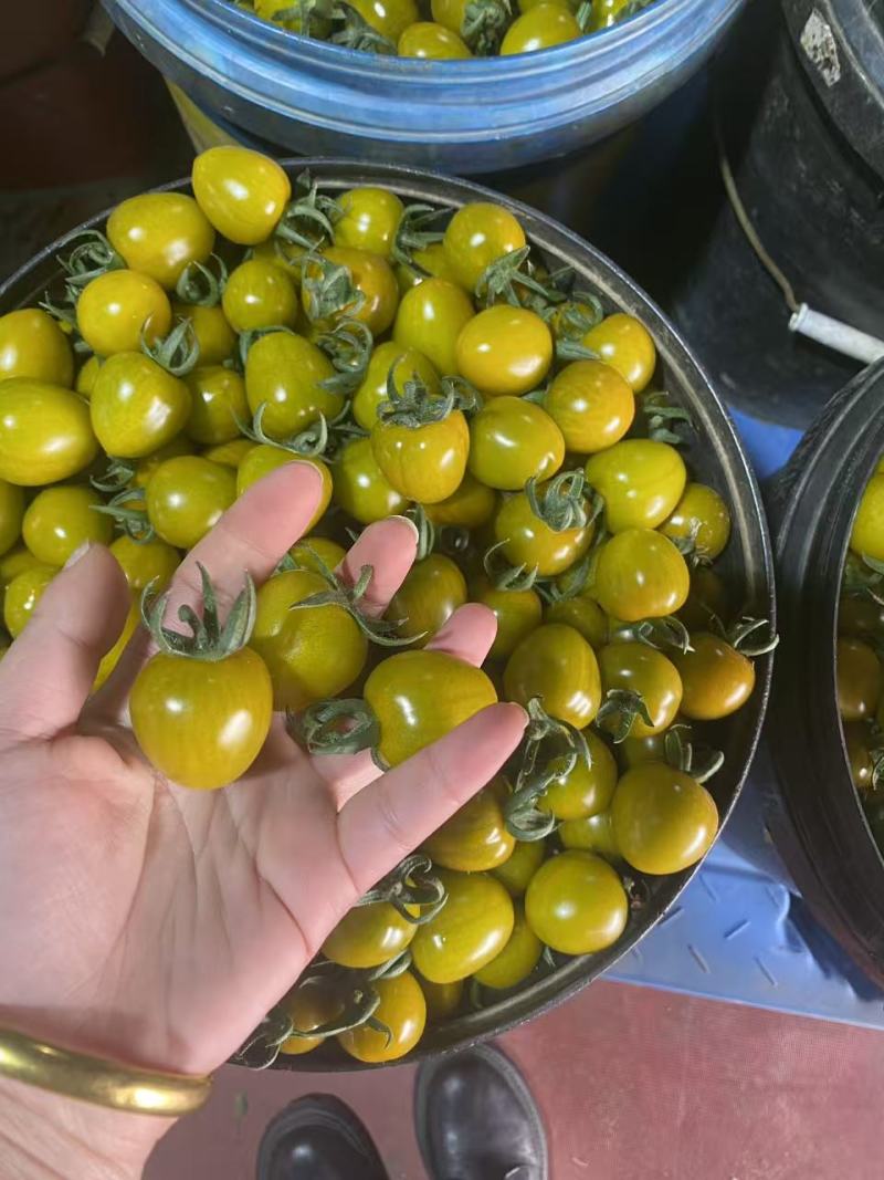 寿光产地小番茄圣女果糖珀虎小番茄新鲜采摘产地直达