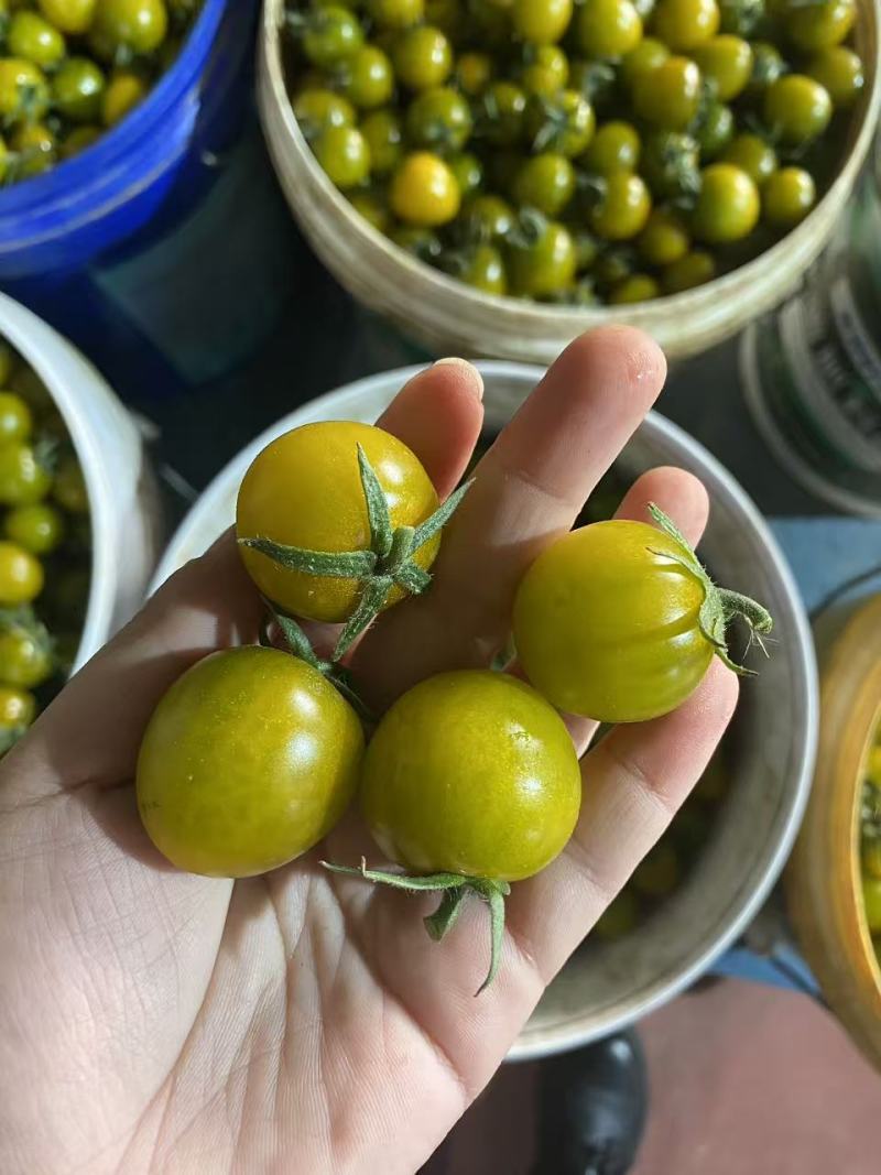 寿光产地小番茄圣女果糖珀虎小番茄新鲜采摘产地直达