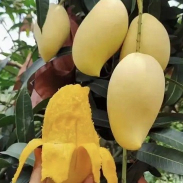 精品鹰嘴芒实力代办产地一手货源大量有货