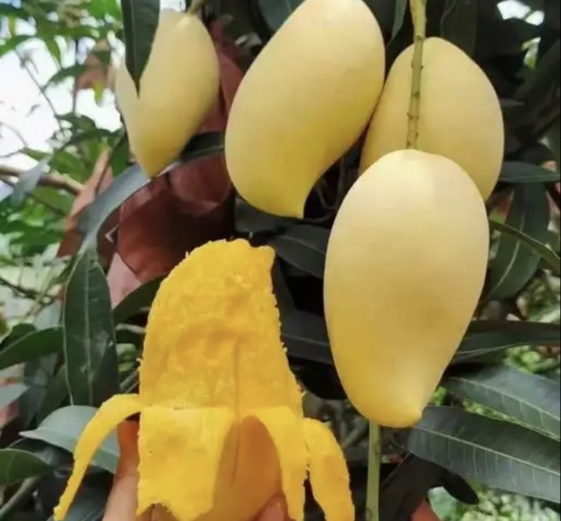 精品鹰嘴芒实力代办产地一手货源大量有货