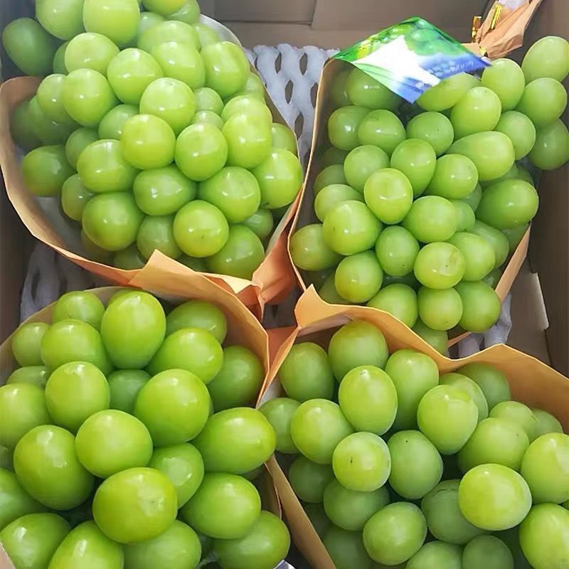 河南夏邑葡萄大量上市，价格非常优惠品质保证