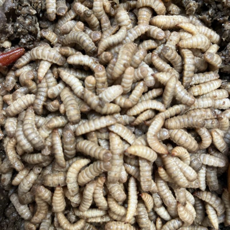 优质黑水虻鲜虫水产家禽专用饵料货源充足性价比高