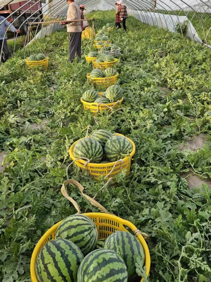 东台麒麟西瓜精品西瓜质量保证物美价廉便宜处理欢迎咨询