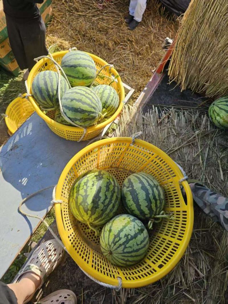 东台麒麟西瓜精品西瓜质量保证物美价廉便宜处理欢迎咨询