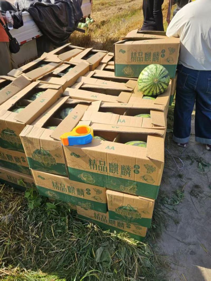 东台麒麟西瓜精品西瓜质量保证物美价廉便宜处理欢迎咨询