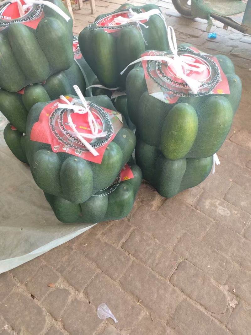 山东冬瓜精品一串铃冬瓜绿皮冬瓜大量上市