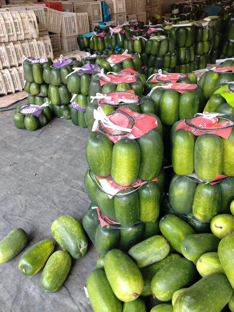 山东冬瓜精品一串铃冬瓜绿皮冬瓜大量上市