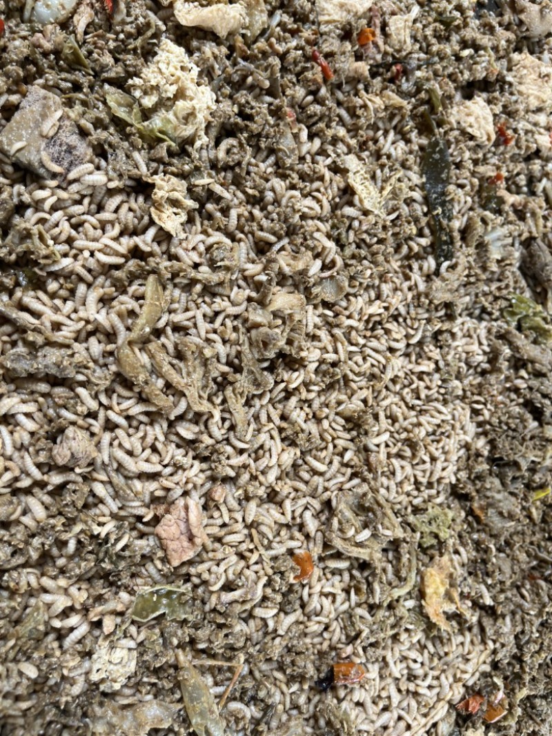 优质黑水虻鲜虫水产家禽专用饵料货源充足性价比高