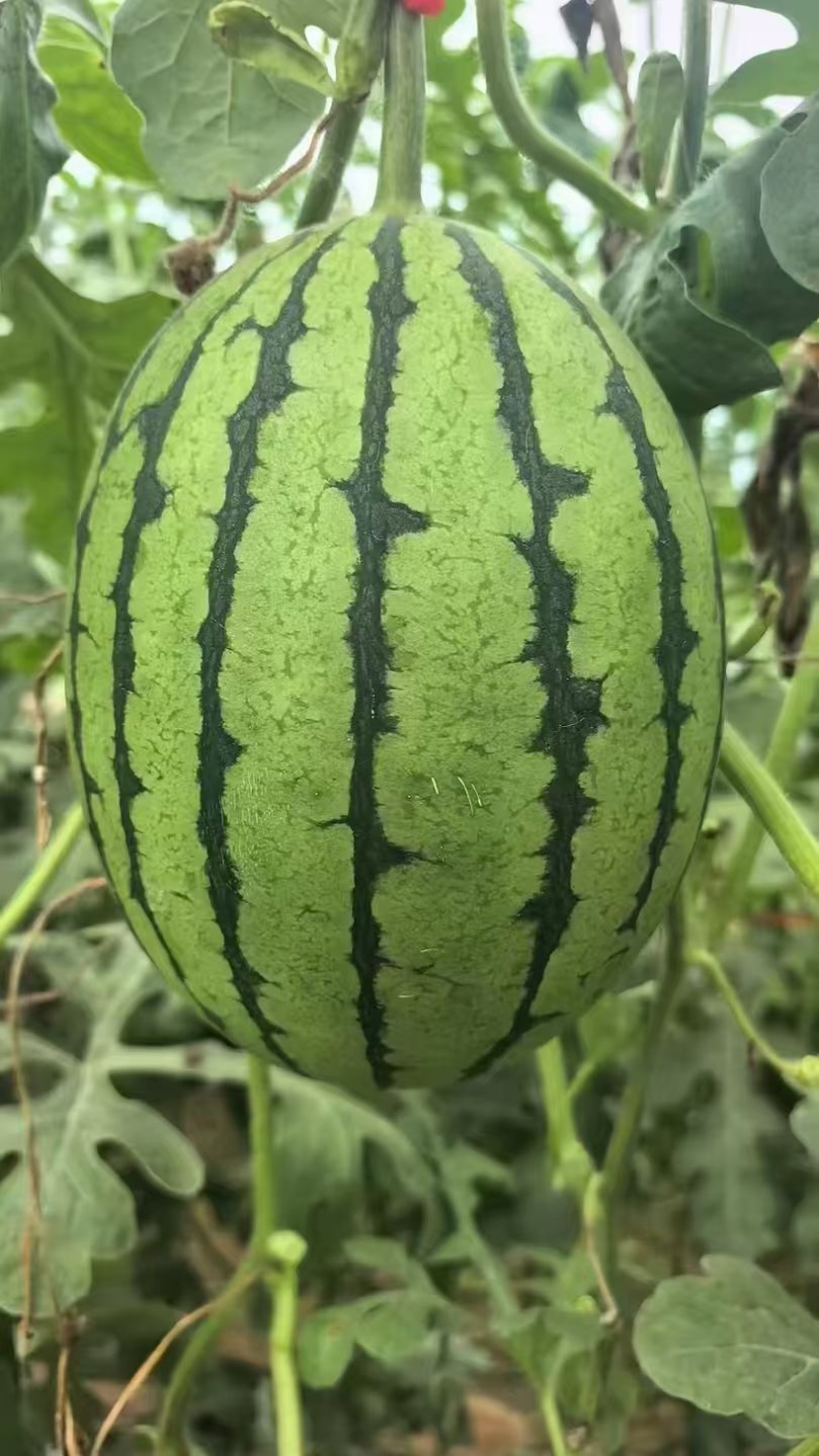 精品吊瓜小糖丸一手货源大量有货欢迎采购商前来采购