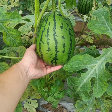精品吊瓜小糖丸一手货源大量有货欢迎采购商前来采购