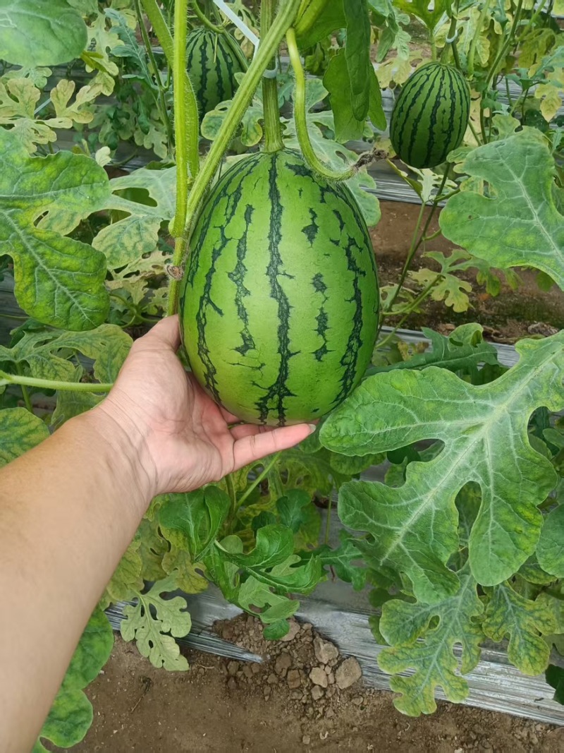 精品吊瓜小糖丸一手货源大量有货欢迎采购商前来采购