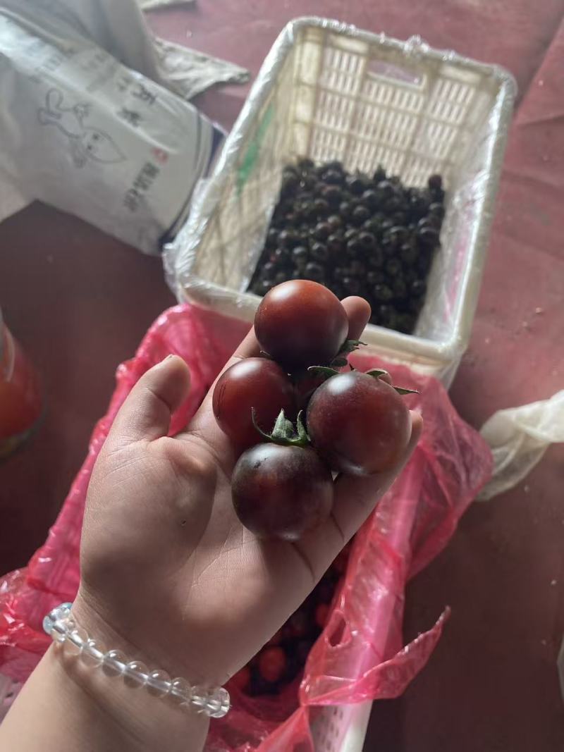 花青子小番茄花青子花青素爆满新鲜采摘产地直达