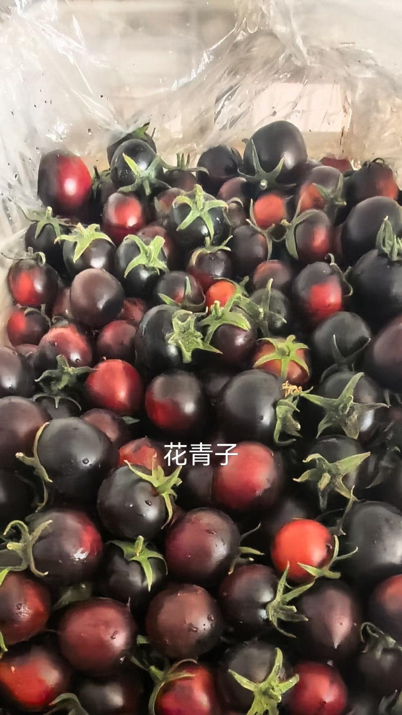 花青子小番茄花青子花青素爆满新鲜采摘产地直达