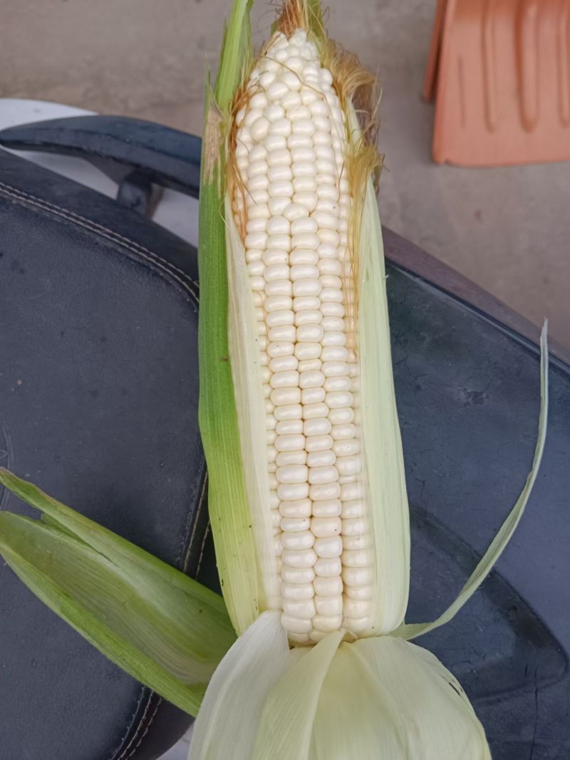 白糯玉米，万糯玉米，糯玉米，大量有货中，百亩种植基地