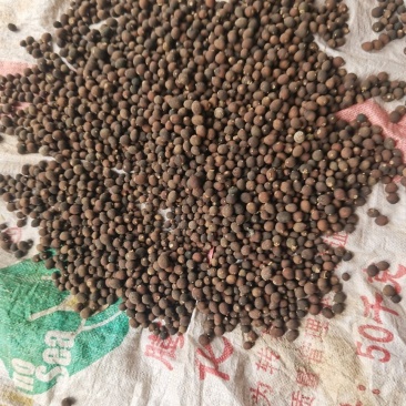 干碎枳实药实小果