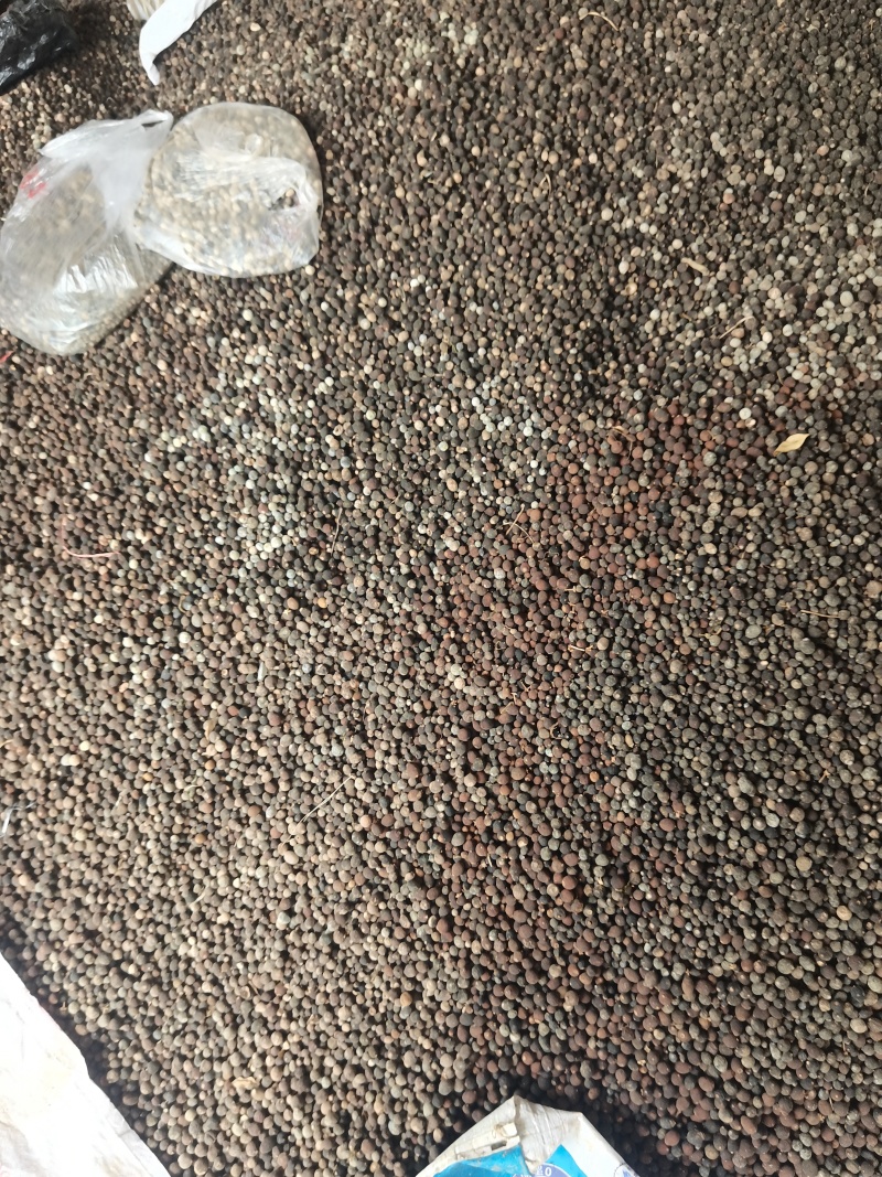 干碎枳实药实小果