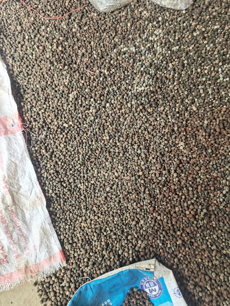干碎枳实药实小果